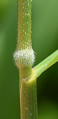 エゾノサヤヌカグサの節の毛