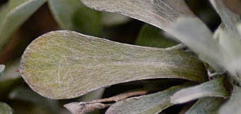 エゾノチチコグサの葉