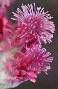 エゾノチチコグサの花