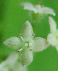 エゾノヨツバムグラの花