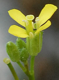 エゾスズシロモドキの花