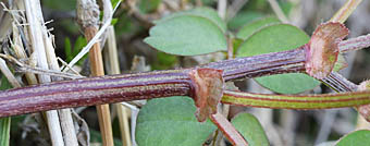 ゲンゲの茎と托葉