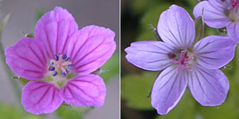 ゲンノショウコ紅紫色と淡紅色の花