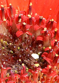 ガーベラ(園芸種)の筒状花