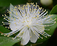 ギンバイカの花