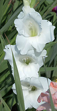 グラジオラスの花