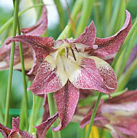 グラジオラス・リリアケウスの花2