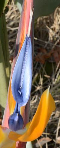 ゴクラクチョウカの花弁