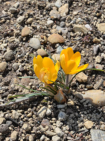 ゴールデンクロッカスcrocus Chrysanthus アヤメ科 Iridaceae クロッカス属 三河の植物観察