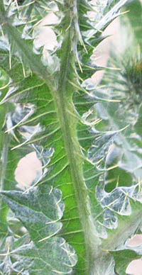 ゴロツキアザミの茎