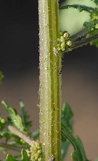ゴウシュウアリタソウの茎