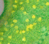 ゴウシュウアリタソウ葉裏の腺点2