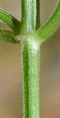 ハグロソウの茎