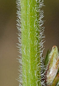 ハイメドハギ茎