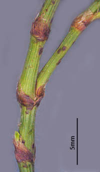 ハイミチヤナギ節間の短い茎