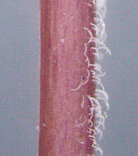 ハイニシキソウ茎の毛