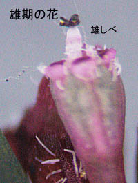ハイニシキソウ雄期の花
