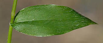 ハイチゴザサの葉表
