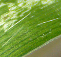ハイチゴザサの葉表の毛