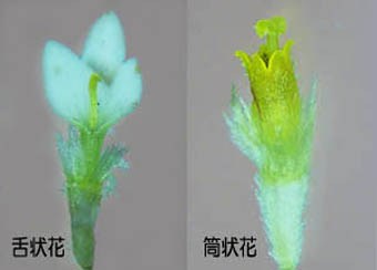 ハキダメギクの舌状花と筒状花