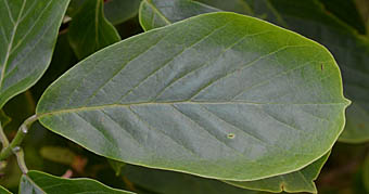 ハクモクレン Magnolia Denudata モクレン科 Magnoliaceae モクレン属 三河の植物観察
