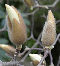 ハクモクレン Magnolia Denudata モクレン科 Magnoliaceae モクレン属 三河の植物観察