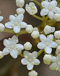 ハクサンボクの花