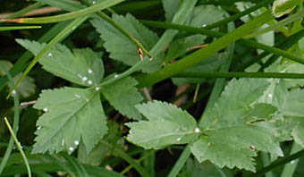 ハクサンボウフウ Peucedanum multivittatum セリ科 Apiaceae 