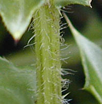 ハマアザミの茎
