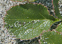 ハマボウフウの小葉の表