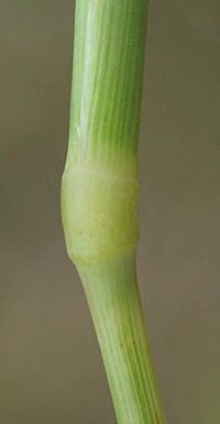 ハマヒエガエリの茎