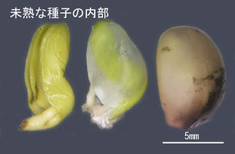 ハマヒルガオ種子の内部