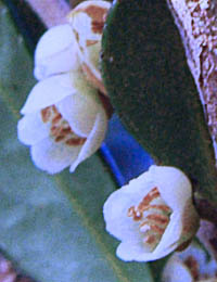 ハマヒサカキの花
