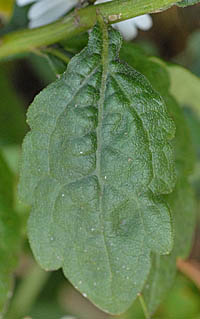 ハマコンギクの葉
