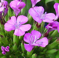 ハマナデシコの花
