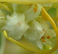 ハマネナシカズラの花