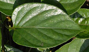 ハマサオトメカズラの葉