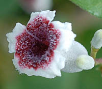 ハマサオトメカズラの花