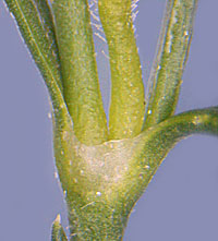 ハマツメクサの葉基部の膜