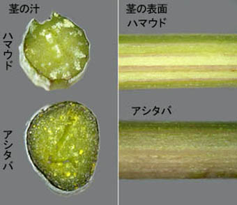 ハマウドとアシタバの茎の比較
