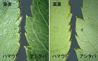 ハマウドとアシタバの葉の比較