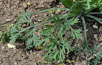 ハナビシソウ Eschscholzia Californica ケシ科 Papaveraceae ハナビシソウ属 三河の植物観察
