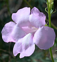 ハナゴマの花