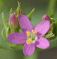 ハナハマセンブリ花