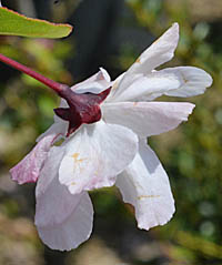 ハナカイドウの萼