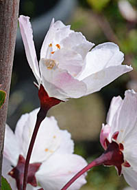 ハナカイドウの花横