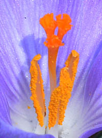 ハナサフラン Crocus Sativus アヤメ科 Iridaceae クロッカス属 三河の植物観察