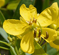 ハナセンナの花