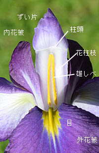 ハナショウブ Iris Ensata Var Ensata アヤメ科 Iridaceae アヤメ属 三河の植物観察