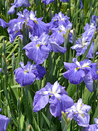 ハナショウブ Iris ensata var.ensata アヤメ科 Iridaceae アヤメ属